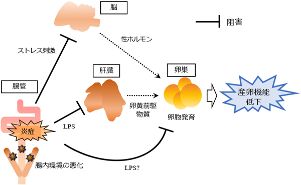 腸内環境の悪化による産卵機能低下のメカニズム